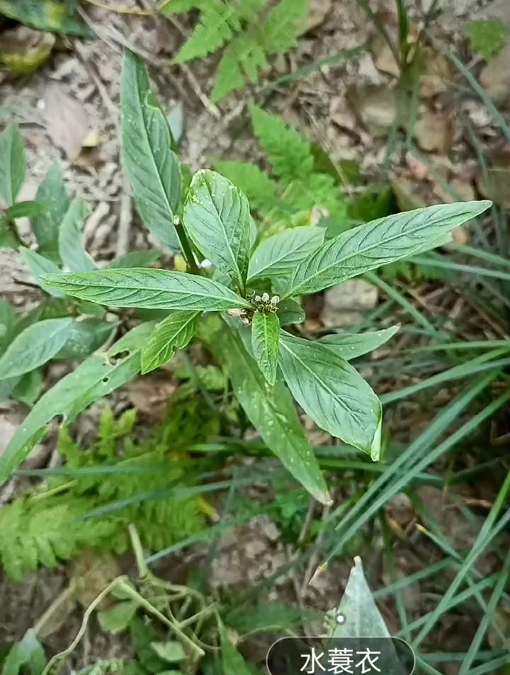 分享生活周边常见植物,每天认识一种
