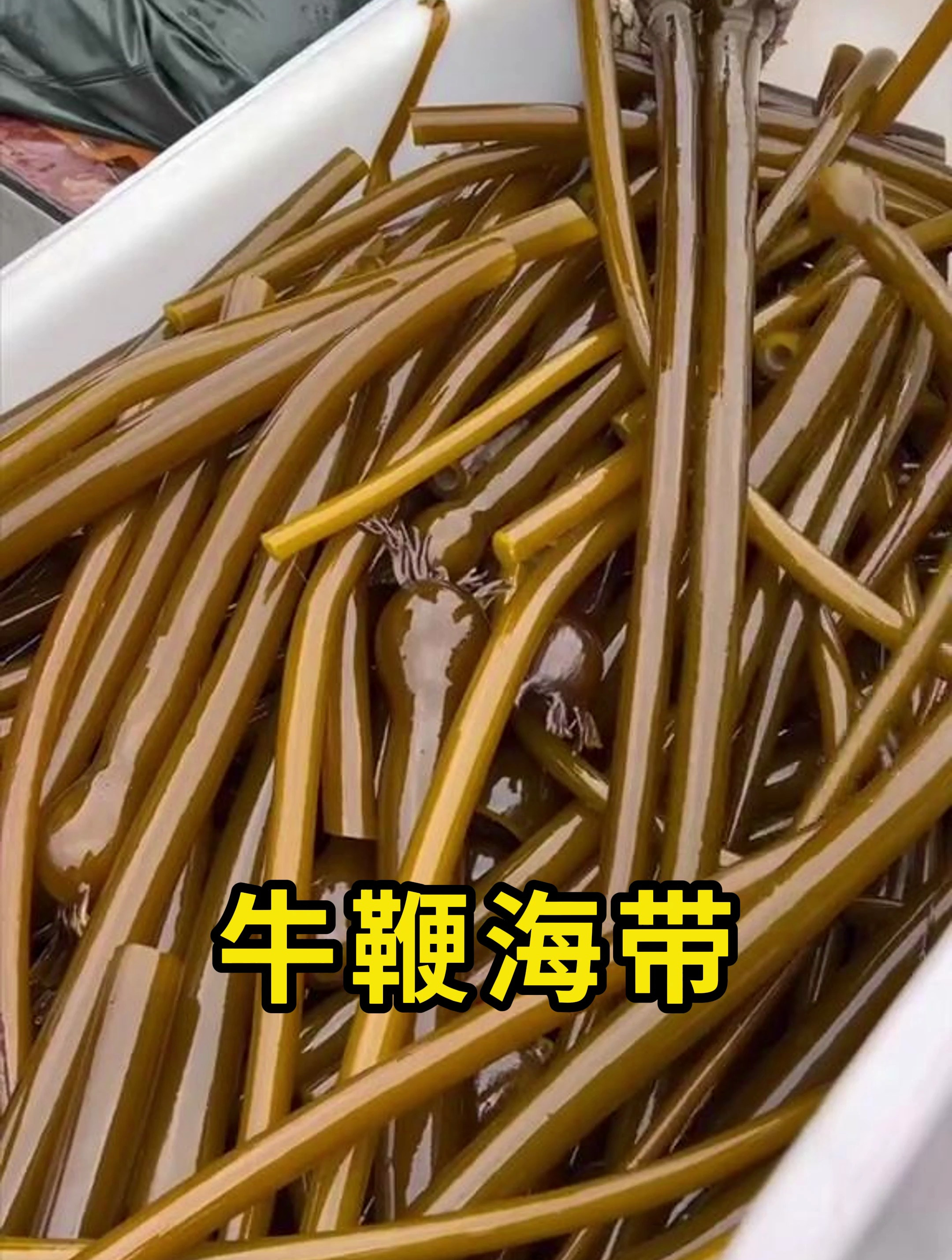 牛鞭海带,一种冷水海域的海带!