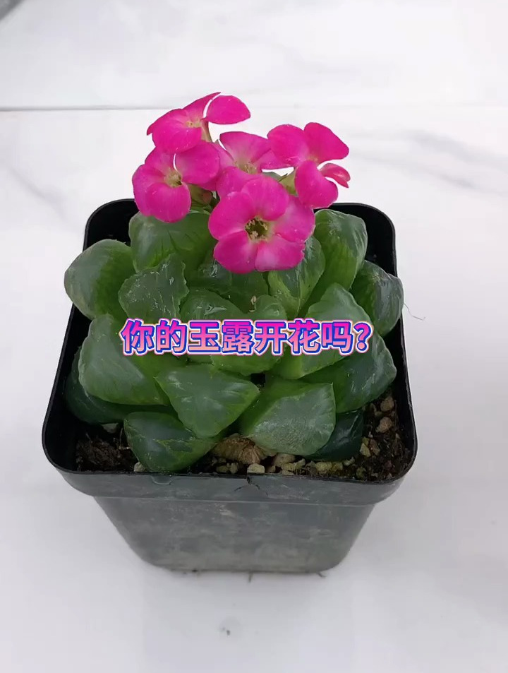 多肉玉露开花啦!也太好看了吧。