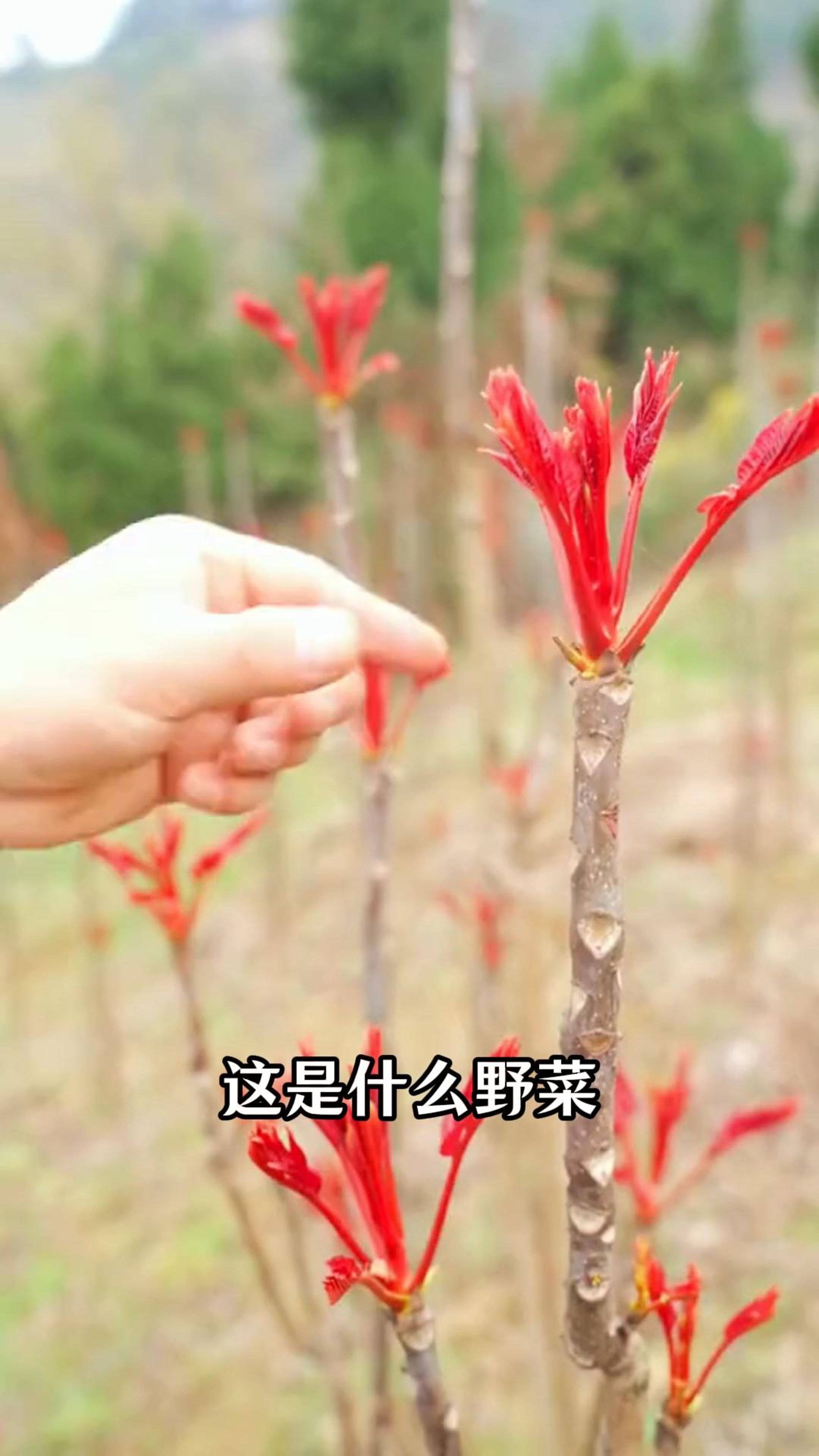 科普分享46种野菜，看看都吃过哪些