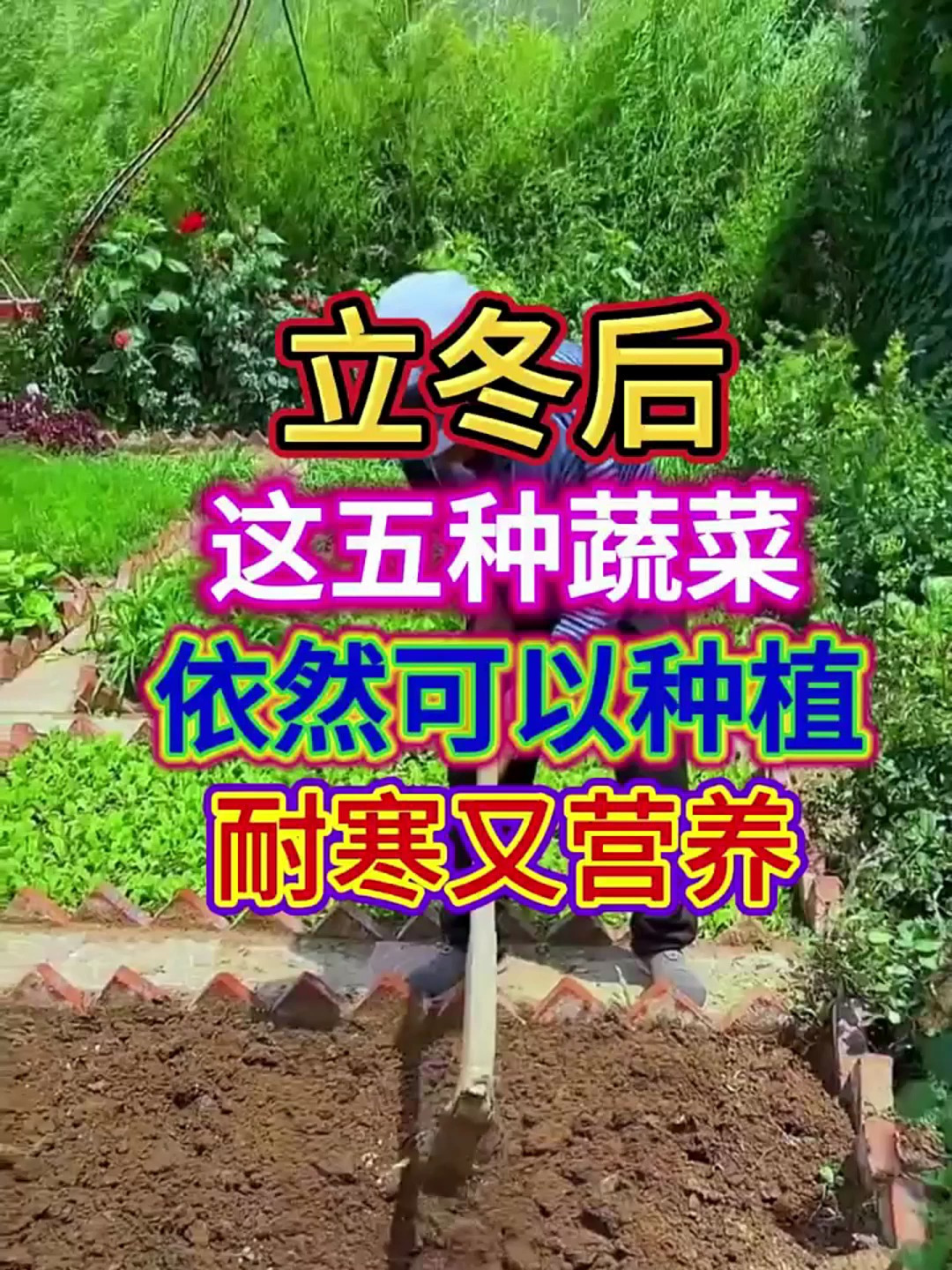 五大耐寒又营养的蔬菜你都知道吗?