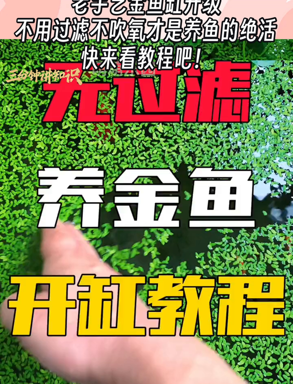 老手艺金鱼缸升级,不用过滤不吹氧才是养鱼的绝活,快来看教程吧!