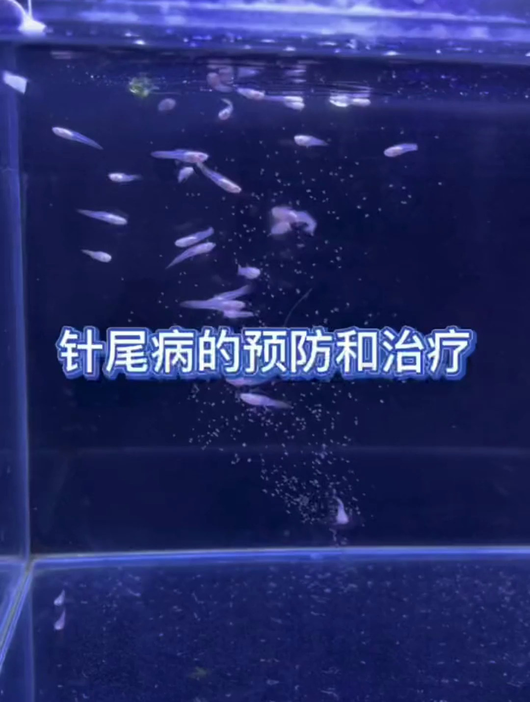 孔雀鱼针尾病的预防和治疗