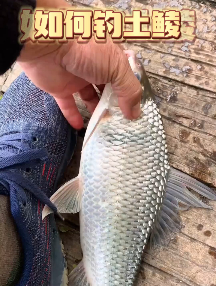 秋季钓鲮鱼配方,简简单单开个饵,饵料稍对口,随便就能钓一桶!