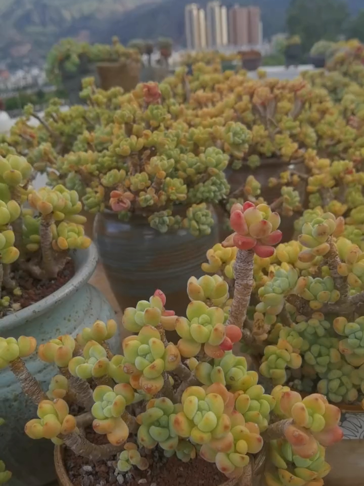 罗琦 劳尔 多肉 肉肉的世界 多肉度夏 记录多肉生活 赏花