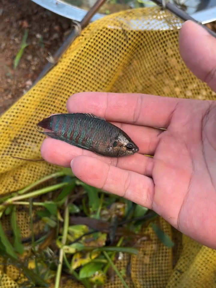 今天捞到一条很大的野生七彩鱼,户外养殖