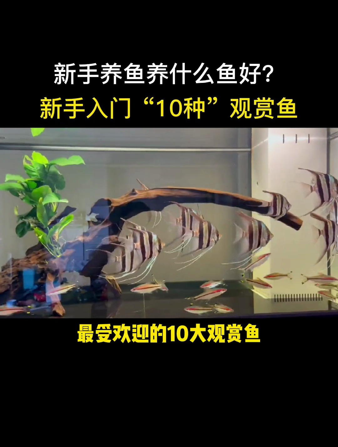 适合养鱼新手,最受欢迎的十大观赏鱼,皮实好养,太美了!
