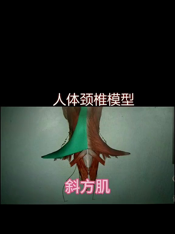 颈椎出现不舒服,可以找准对应的肌肉牵拉,再做正骨