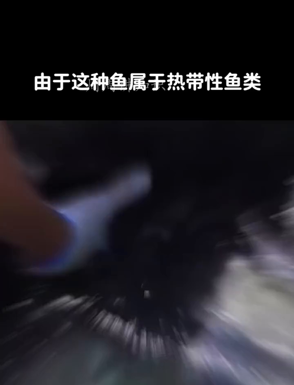 老美超爱的罗非鱼,肉多刺少,为啥咱们中国人不太买账?