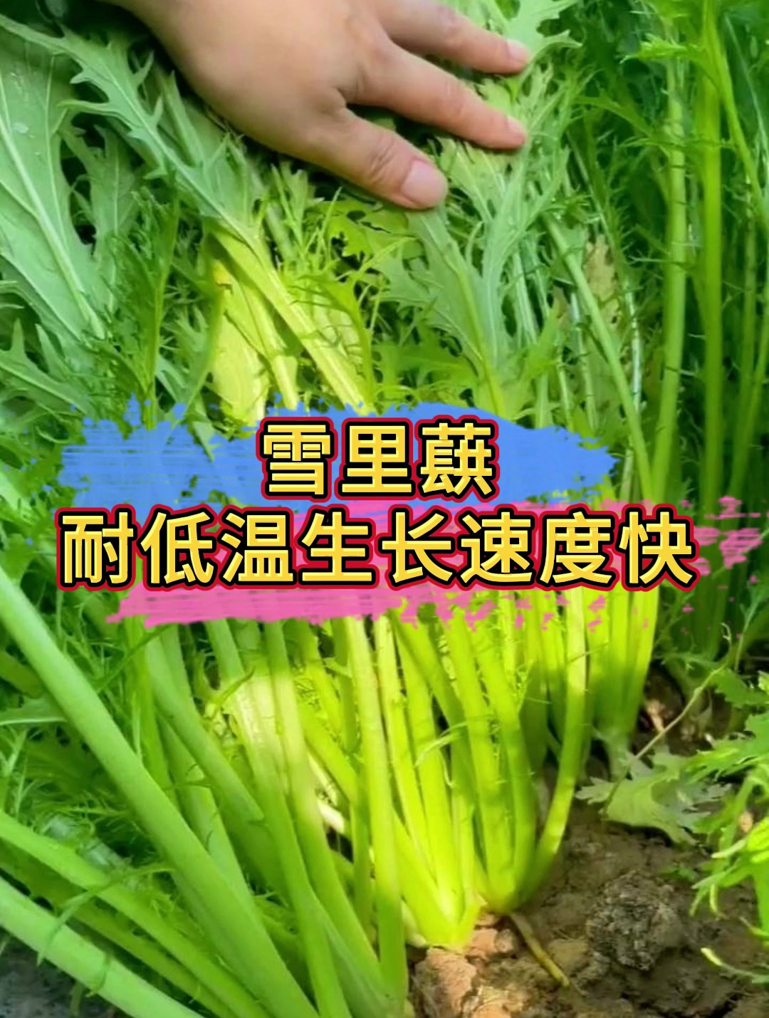 雪菜,又叫“春不老”,吃不完还能做成酸菜