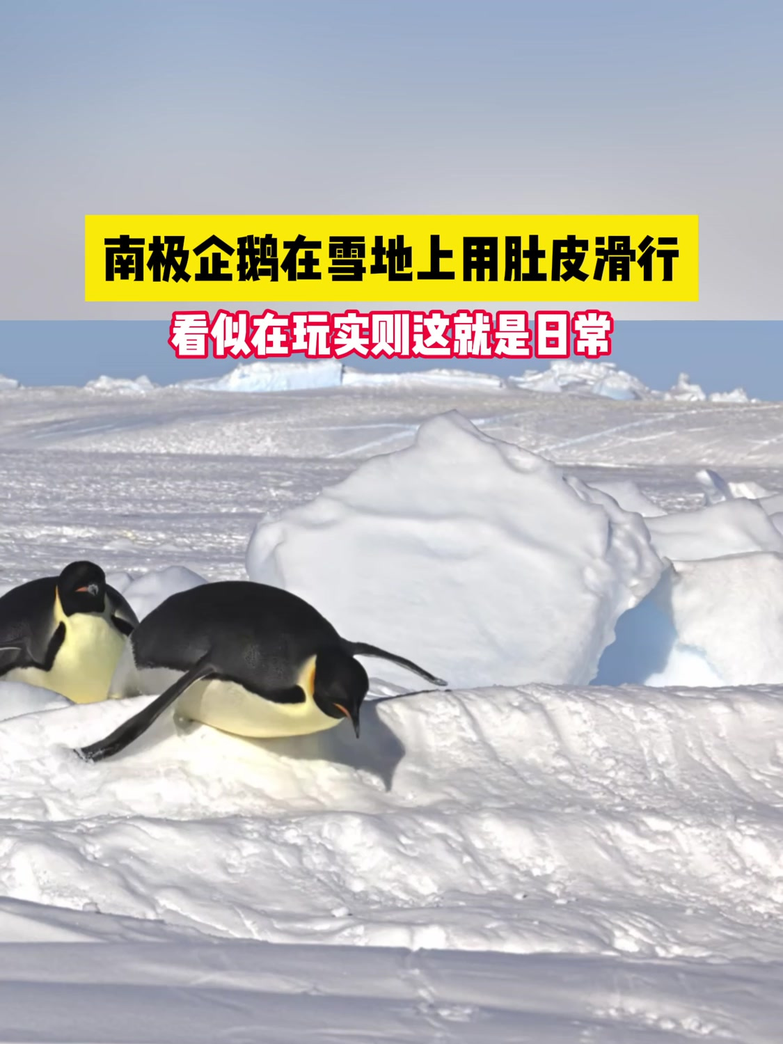南极企鹅在雪地上用肚皮滑行