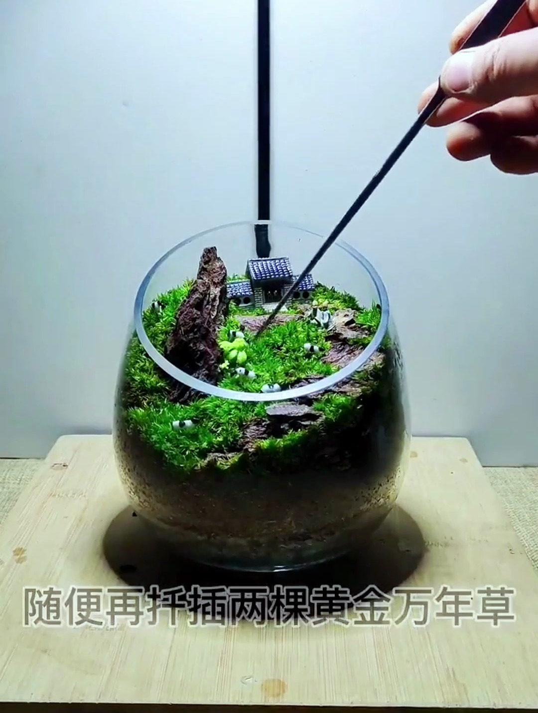 还不会做微景观?教你一个超级简单的制作方法!