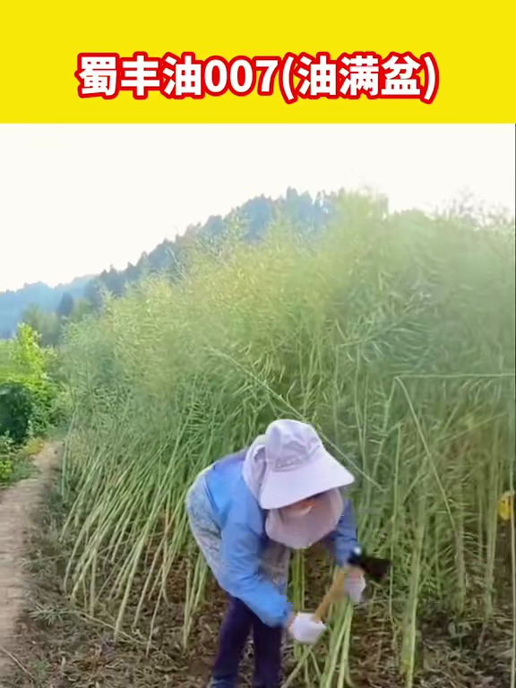 这种四川黑籽油菜种子,矮秆抗倒,中熟,出油多