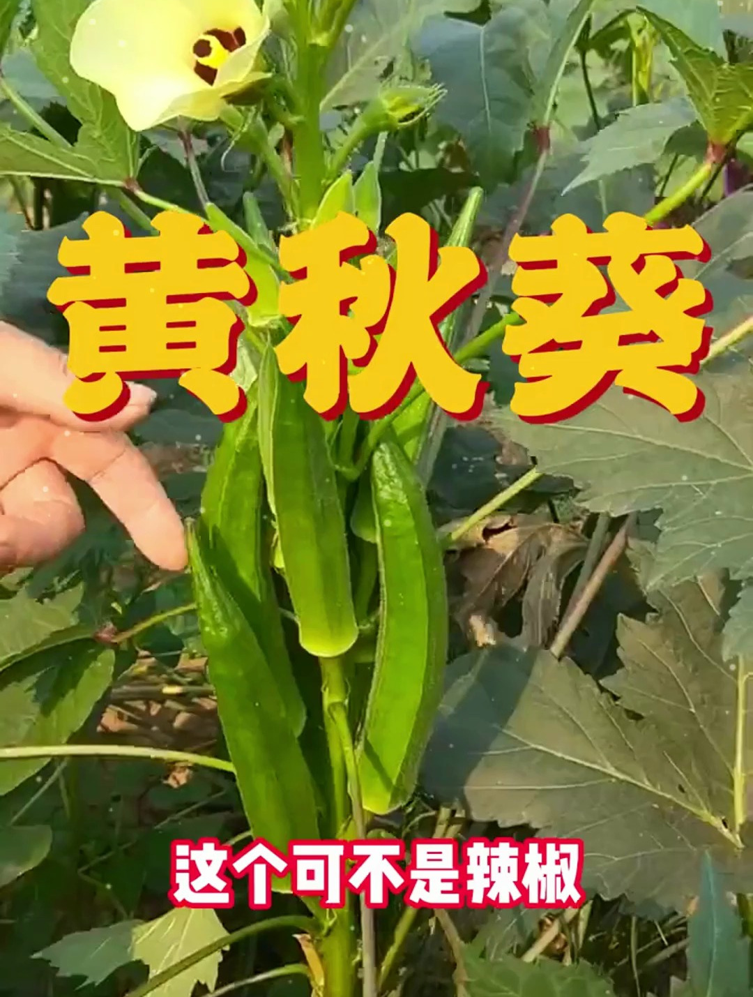 可当水果吃的蔬菜,亩产7000斤,15元1斤不愁卖,农民:种就对了