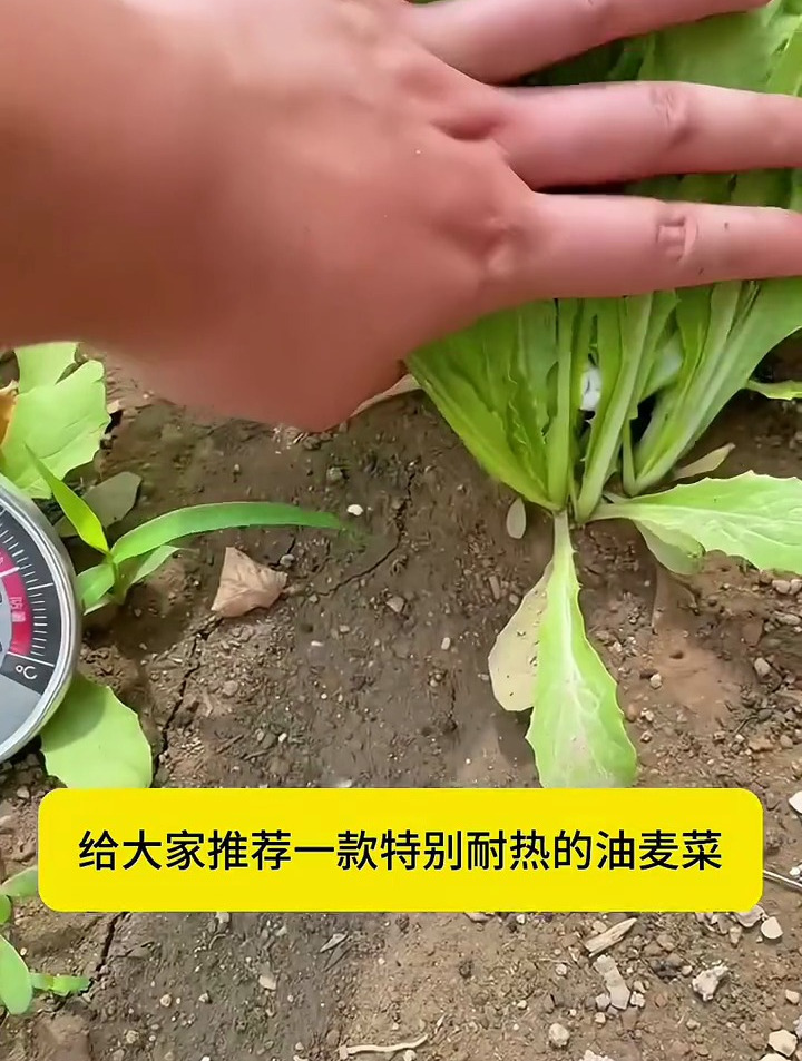 适合夏天种植的“油麦菜”,比生菜更脆,比小白菜更香甜