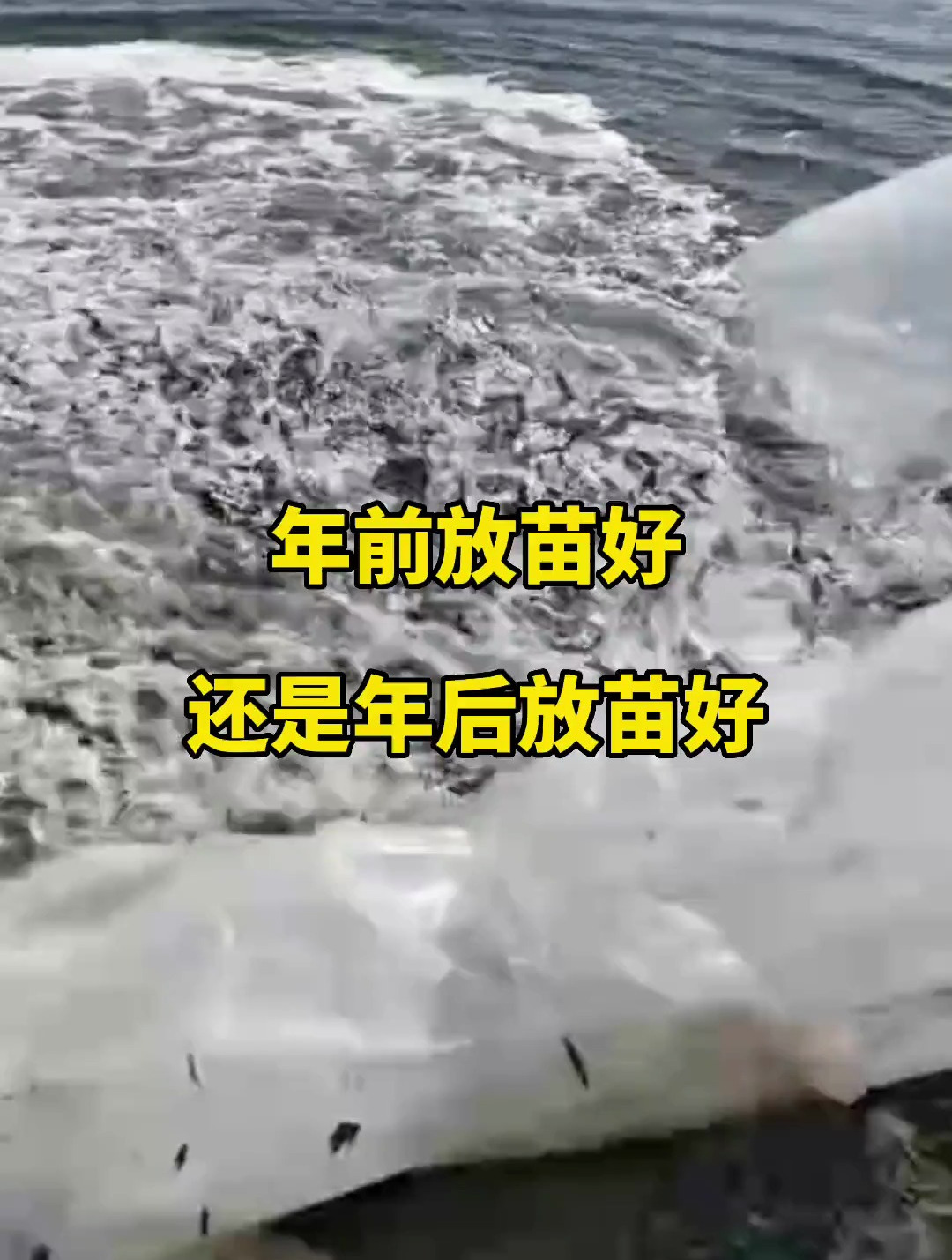 什么时候放苗合适呢?当然北方池塘结冰的除外!