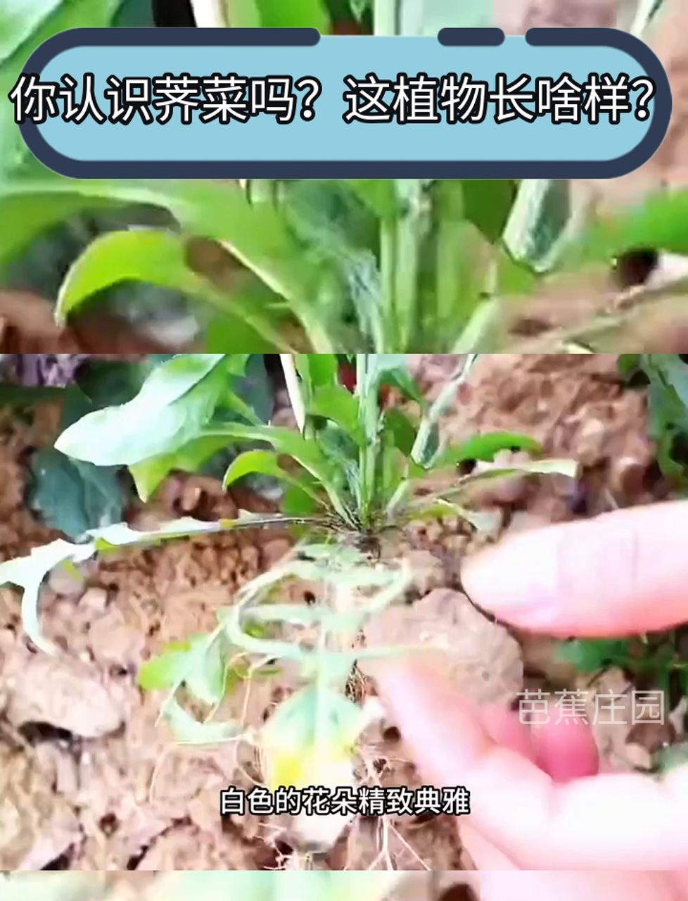 你认识荠菜吗?这植物长啥样?