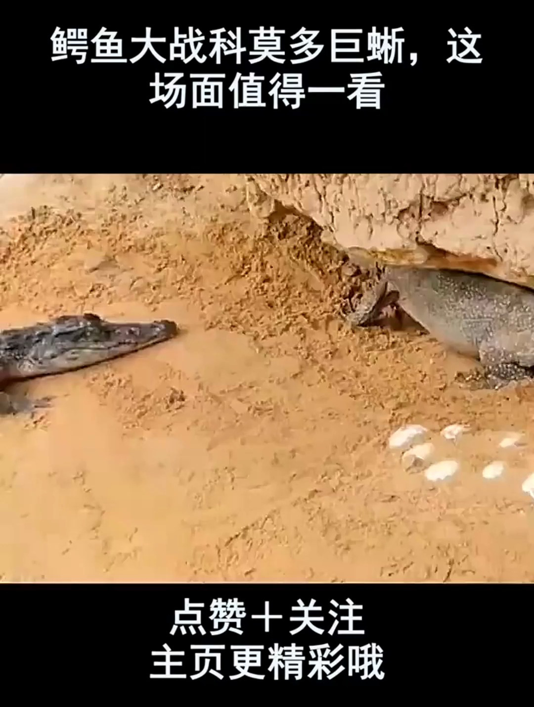 鳄鱼大战科莫多巨蜥,这场面值得一看