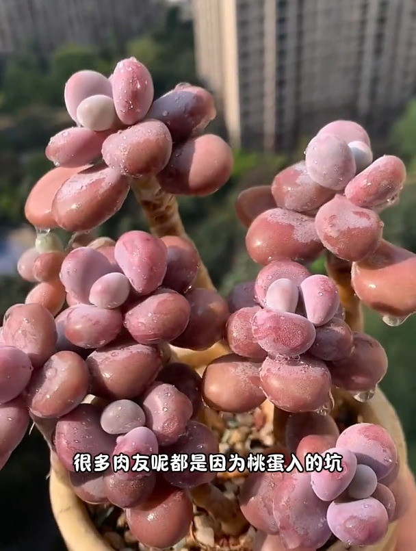 多肉出状态和不出状态的对比