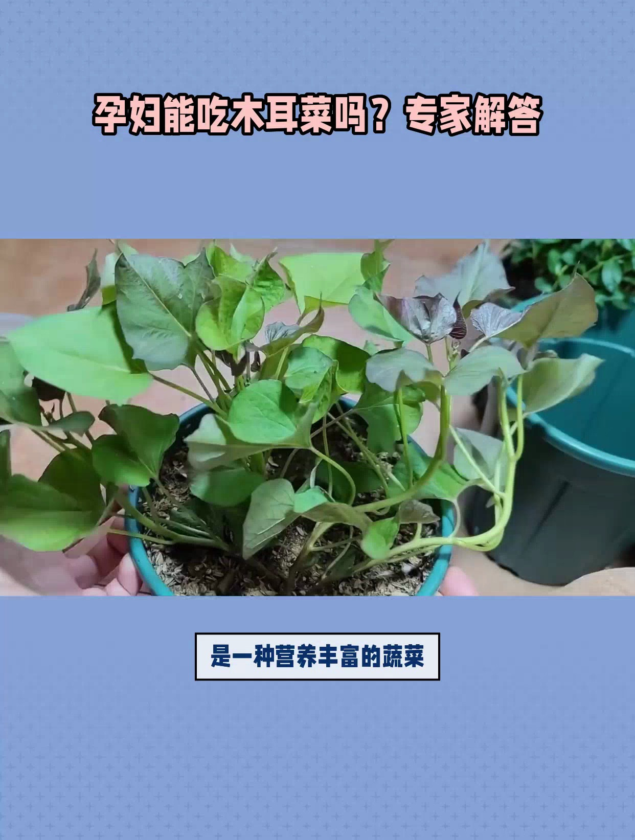孕妇能吃木耳菜吗?