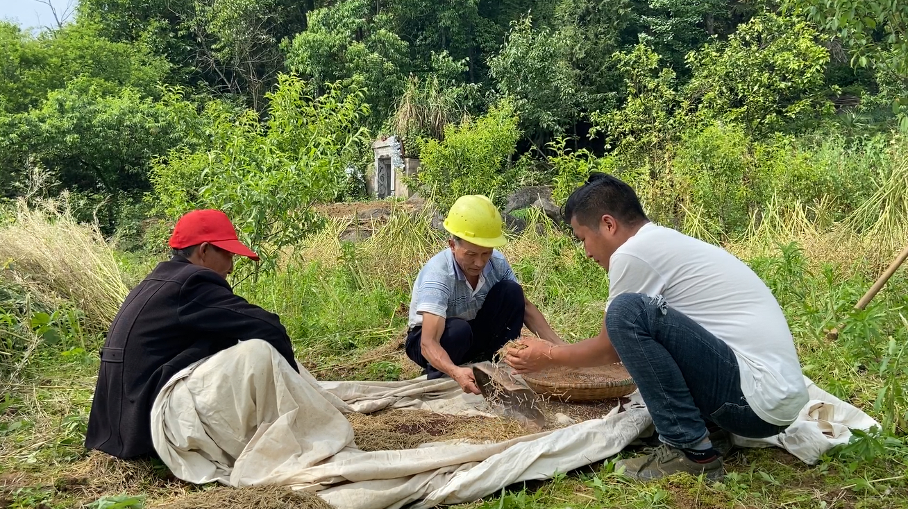 一家三口干农活收油菜,这种油菜可以年年种,但产量不高