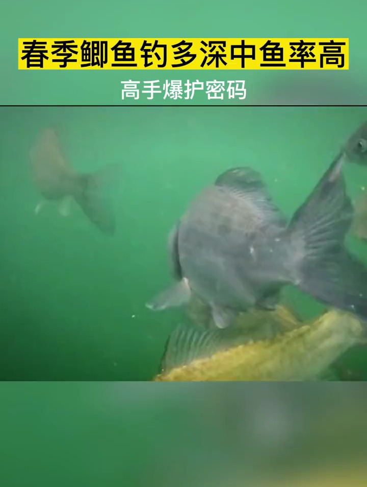 春季野钓鲫鱼,钓多深中鱼率比较高呢?