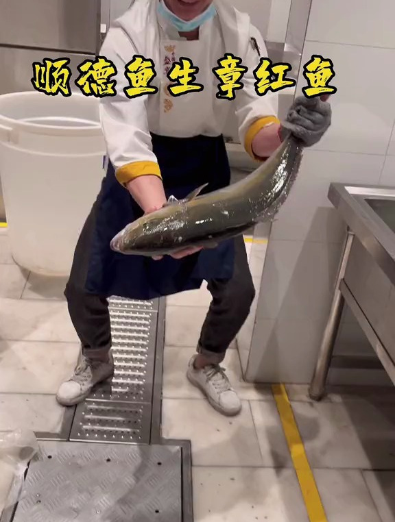 顺德鱼生章红鱼,吃过没有