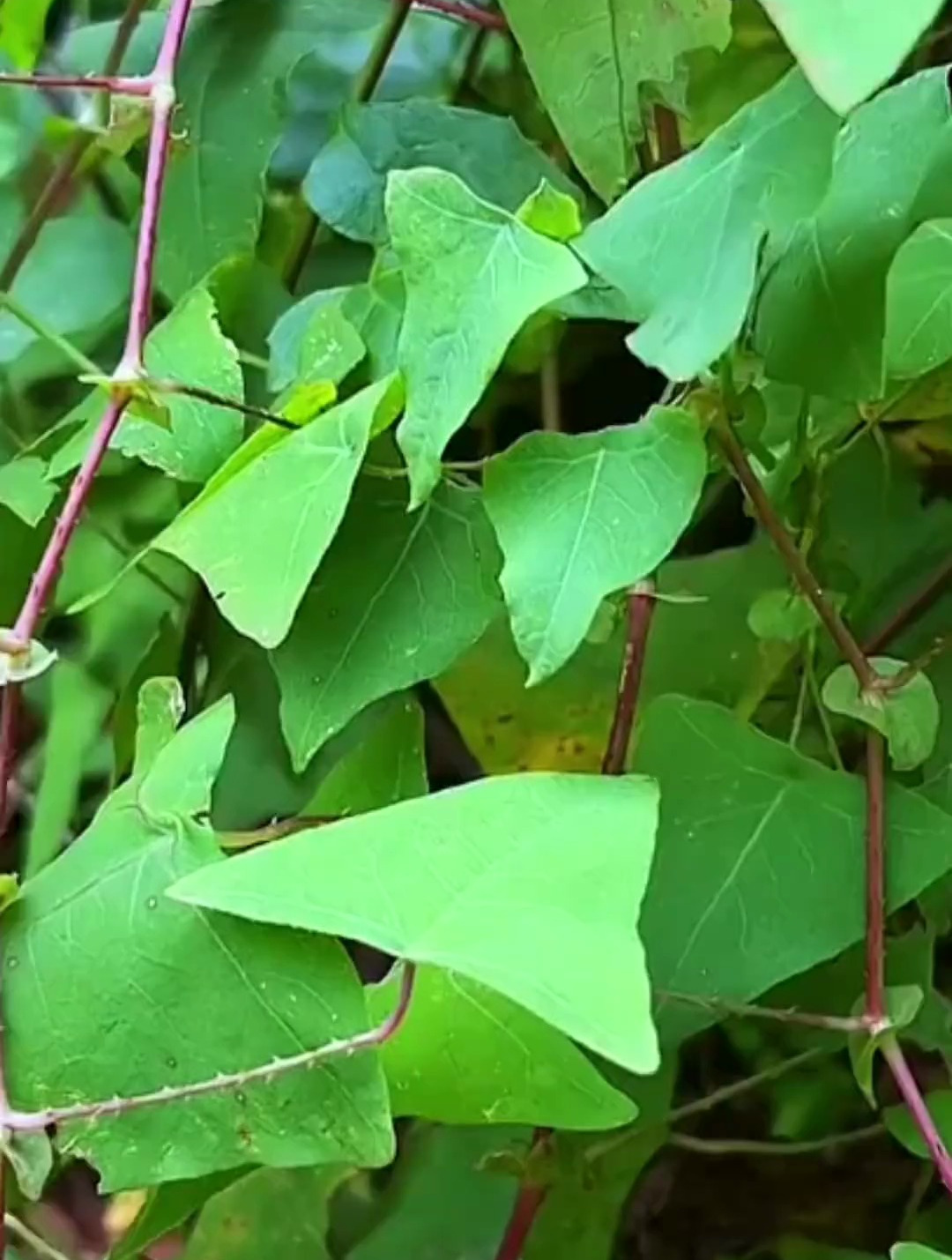 植物科普识百草,有药用植物杠板归