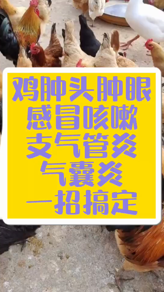 鸡肿头肿脸是怎么回事鸡肿头肿脸用什么鸡头肿脸肿是什么情况肉鸡肿头肿脸是什么