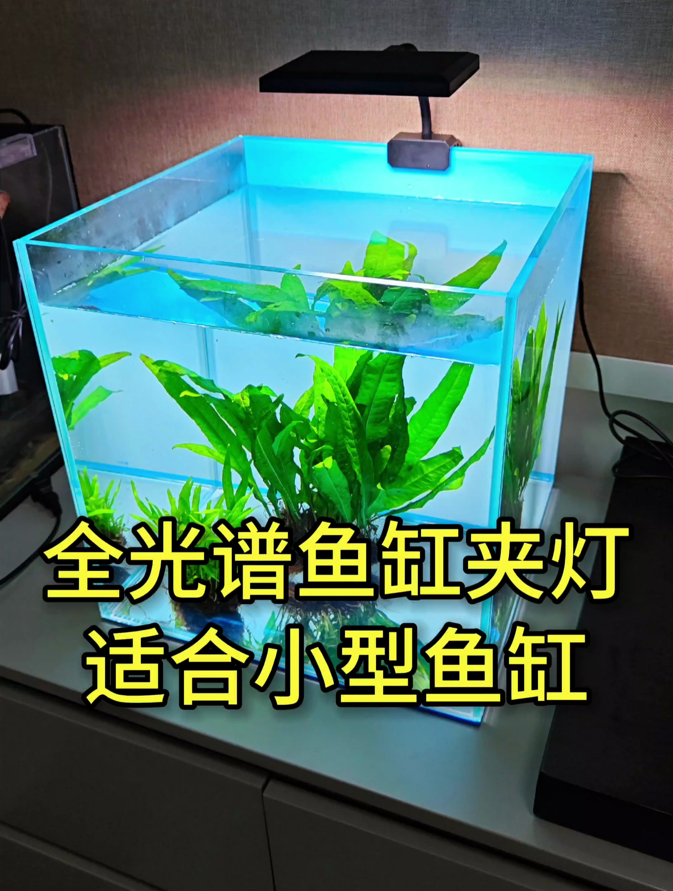 小型鱼缸的水草灯怎么选?肯定是全光谱、亮度大、显色好的