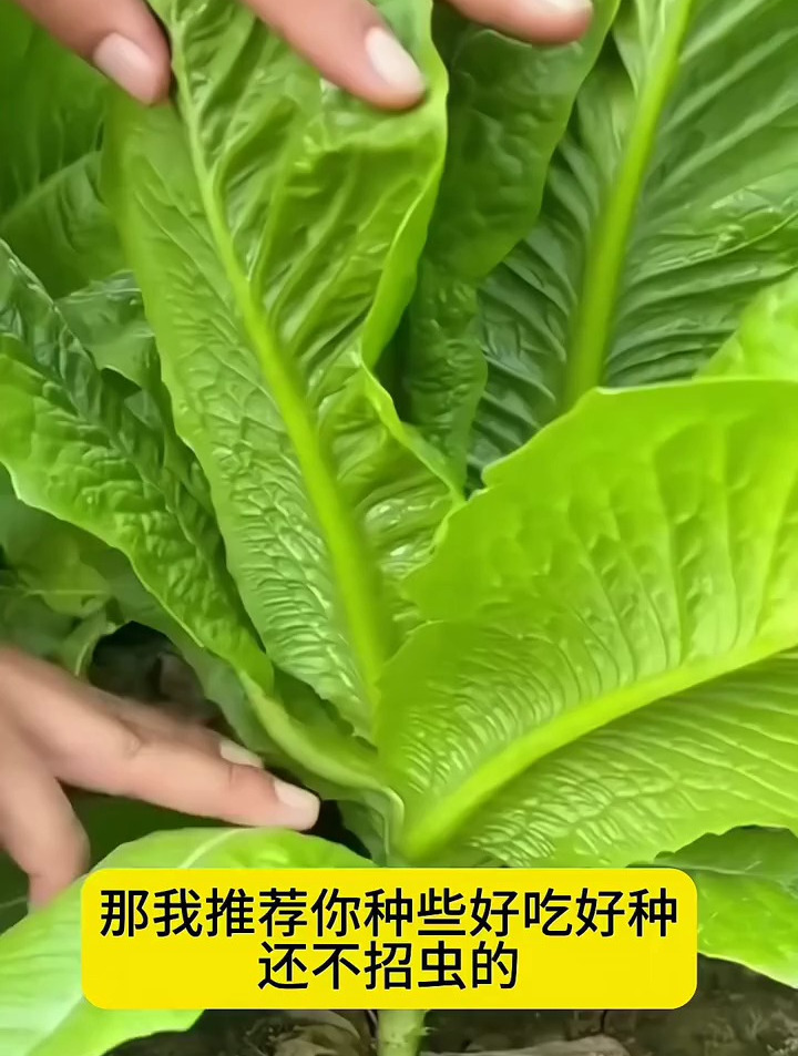 长得像孔雀羽毛的蔬菜“孔雀菜”,可以一层一层掰着叶子吃