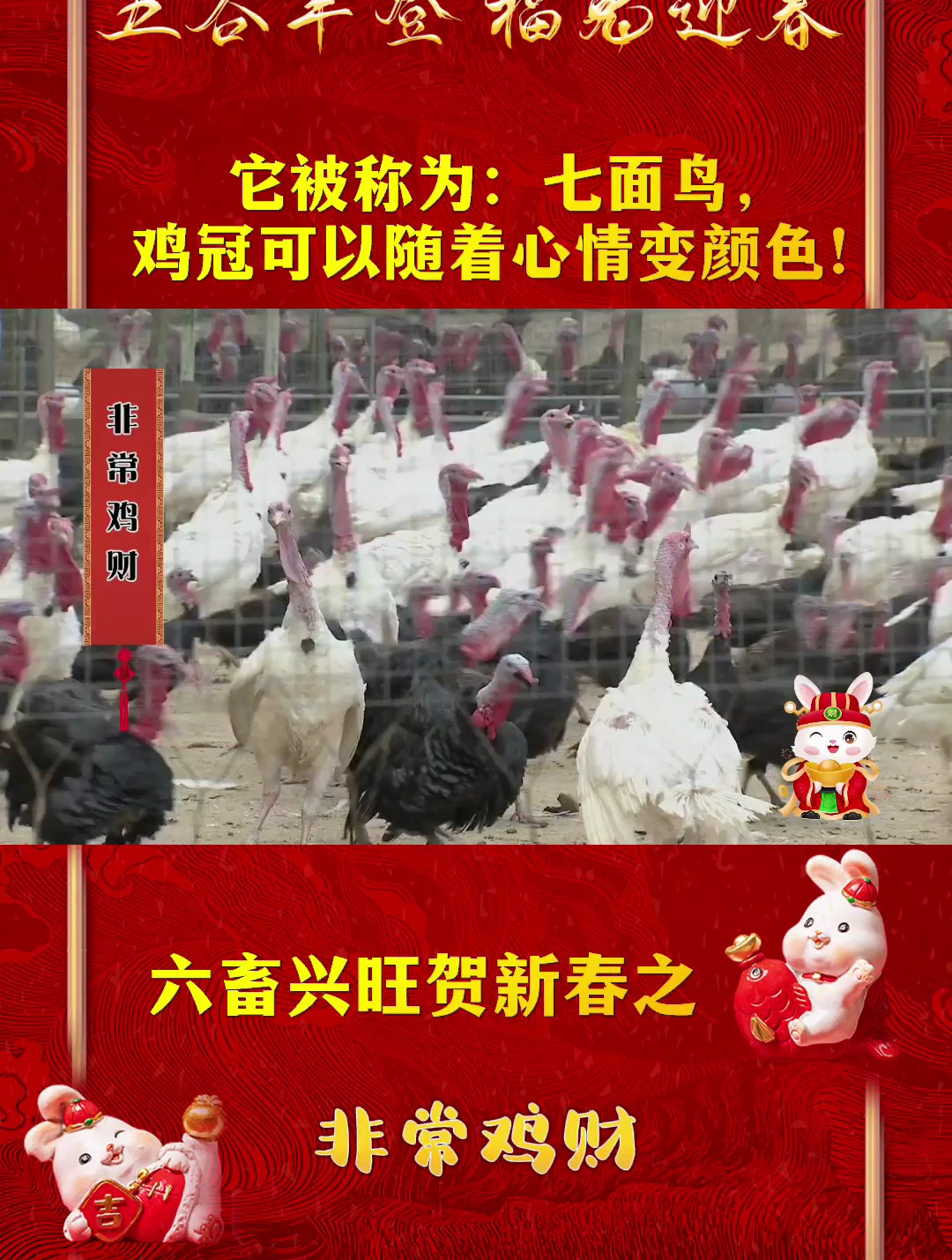 它被称为:七面鸟,鸡冠可以随着心情变颜色!