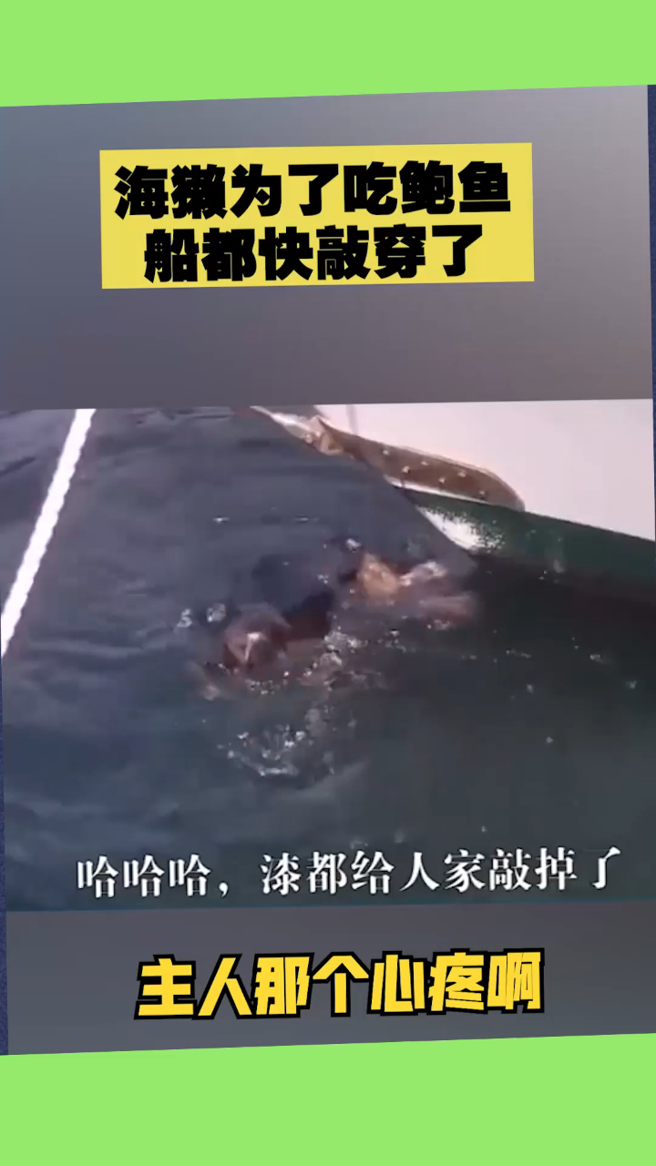海獭为了吃鲍鱼,船都快敲穿了