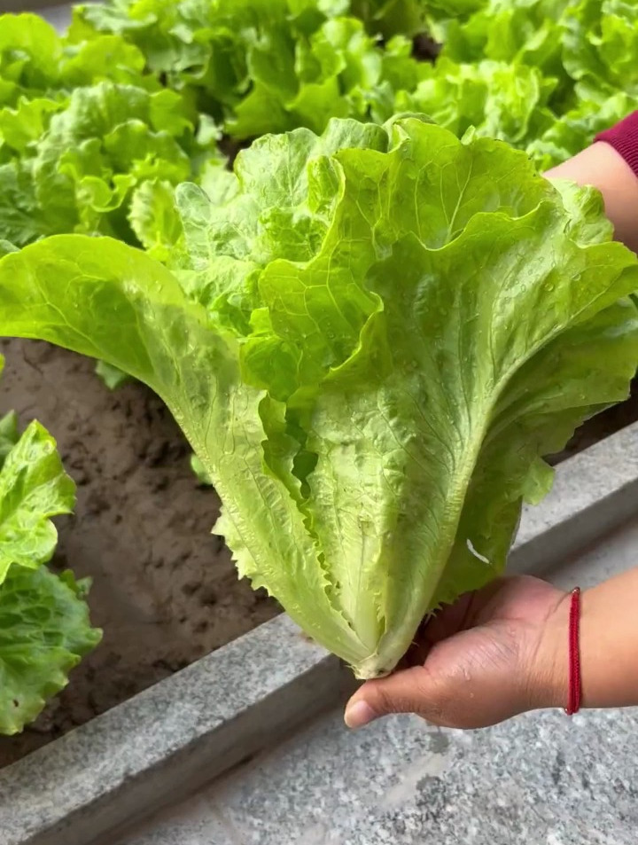 今天给大家分享意大利生菜的详细种植方法