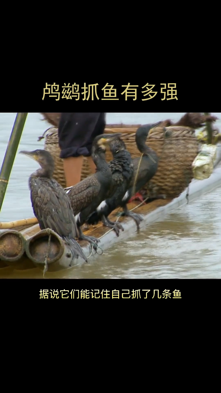 这里的鸬鹚抓鱼有多强
