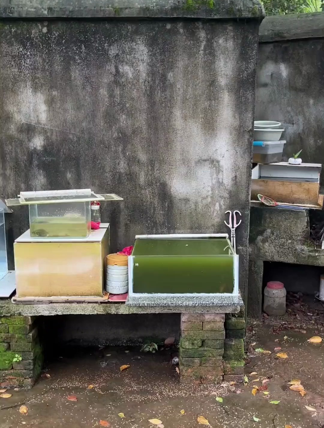 下暴雨忘记盖鱼缸了,乌龟都跑了