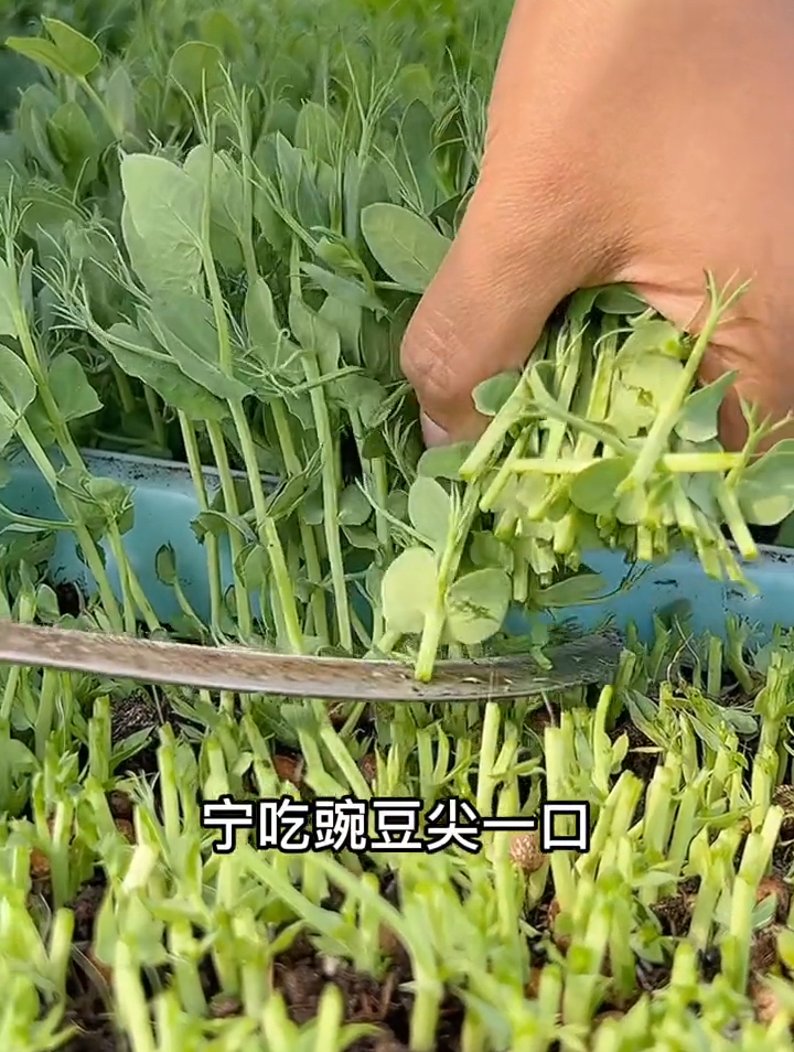 像韭菜一样可以多茬采收的豌豆尖,耐寒,易种植 豌豆尖 蔬菜种子