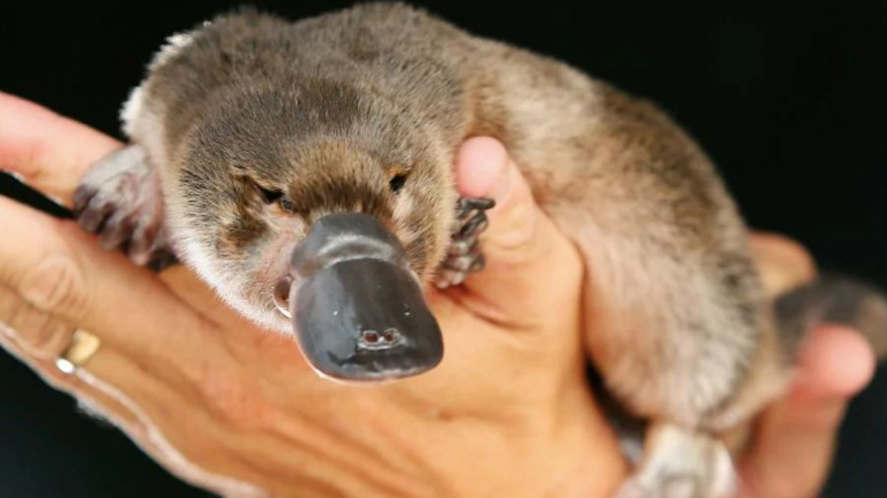 世界上最神奇的动物,没有乳房却可以喂奶的卵生哺乳动物