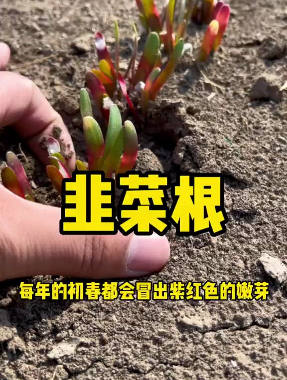 最近很多朋友问我,韭菜根什么时候种最好?今天告诉你答案