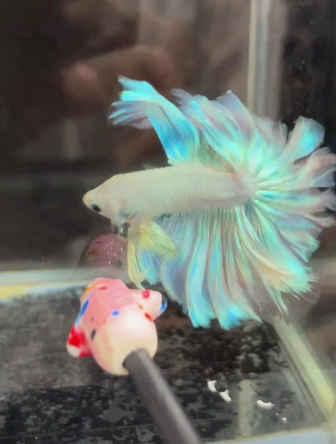 泰国斗鱼品种区分,初级。还有一大品种原斗单独再讲