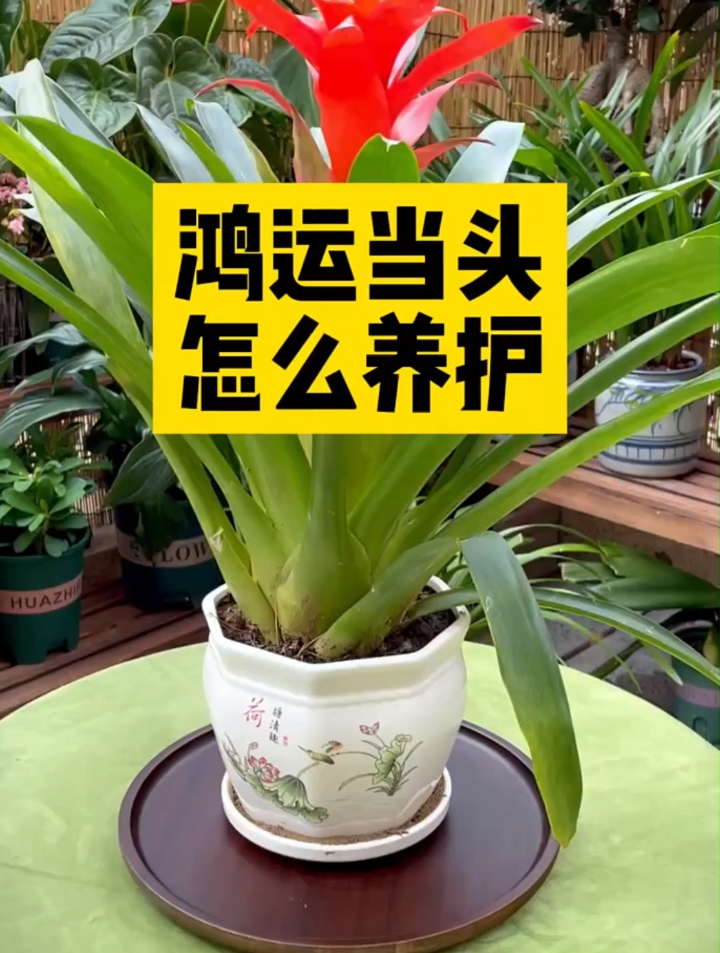 鸿运当头怎么养护?今天给大家讲解一下养护方法,看完评论区见哦