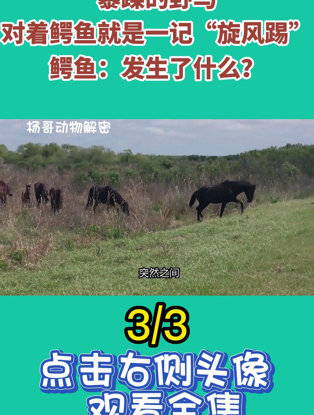 暴躁的野马,对着鳄鱼就是一记“旋风踢”,鳄鱼:发生了什么?3