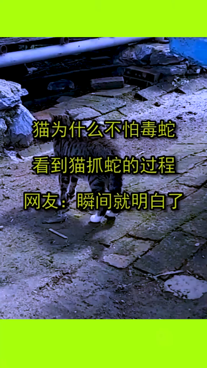猫为什么不怕毒蛇,看到猫抓蛇的过程,网友:瞬间就明白了