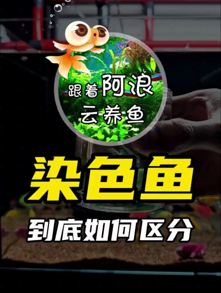 绝美海缸,家人们这染色鱼确实漂亮