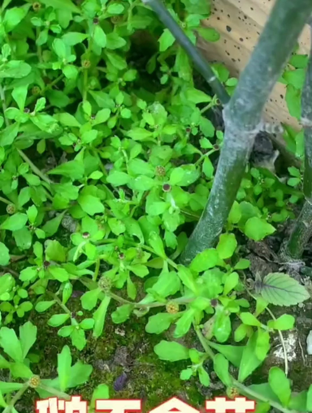 鹅不食草,并不是一无是处,要认识一下他的价值