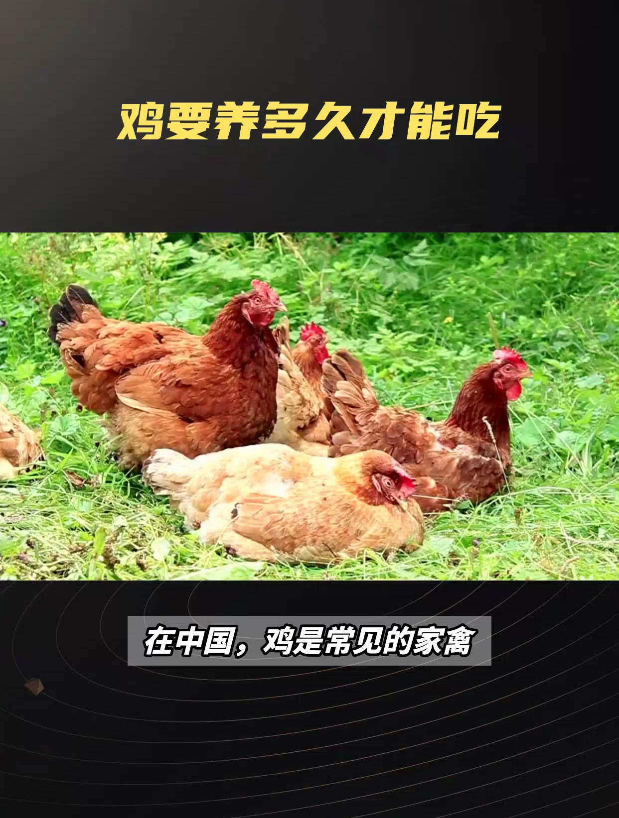 家养鸡要养多久才可以吃,生长周期与最佳食用时机