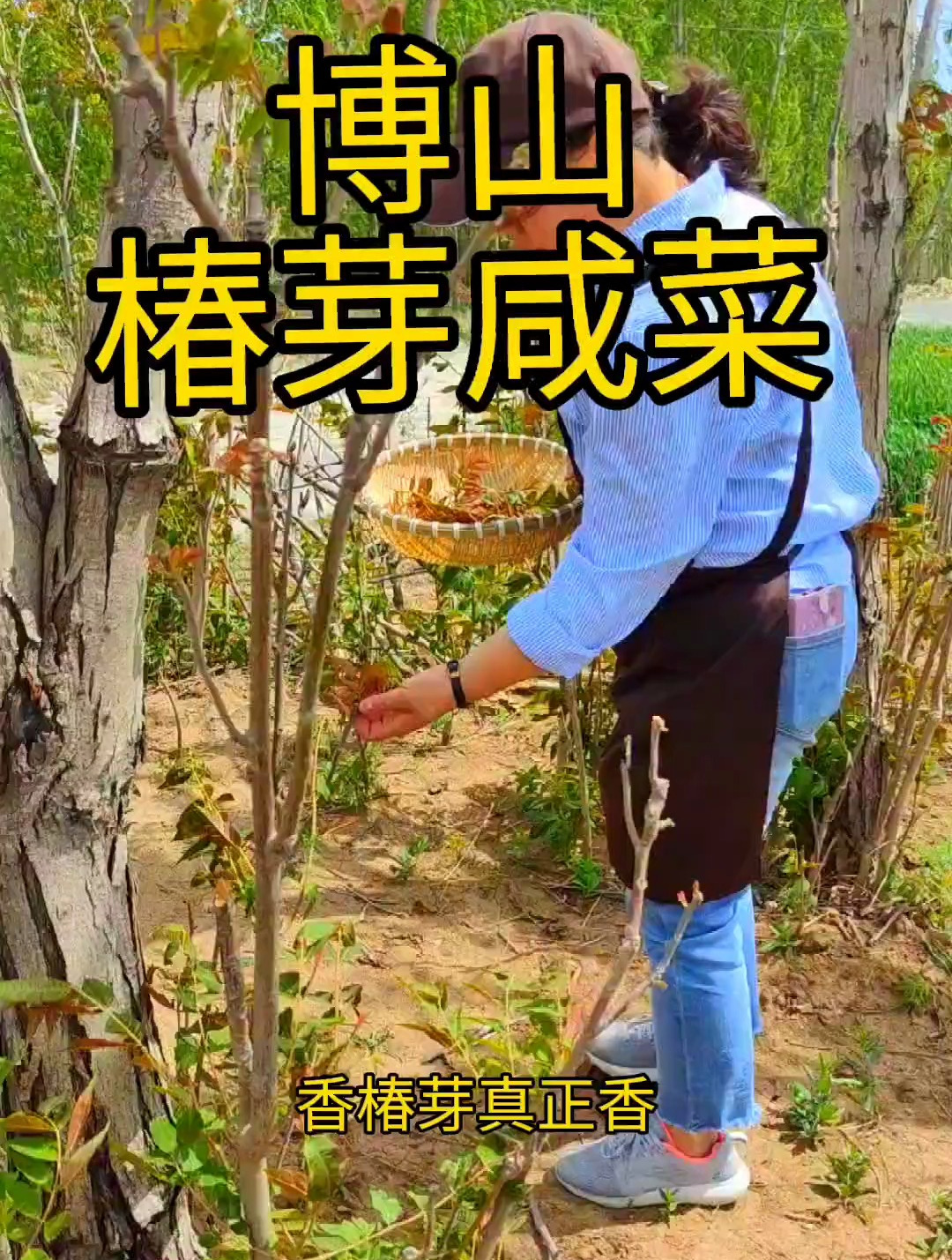 博山香椿咸菜,在农村每年春天家家户户都备下