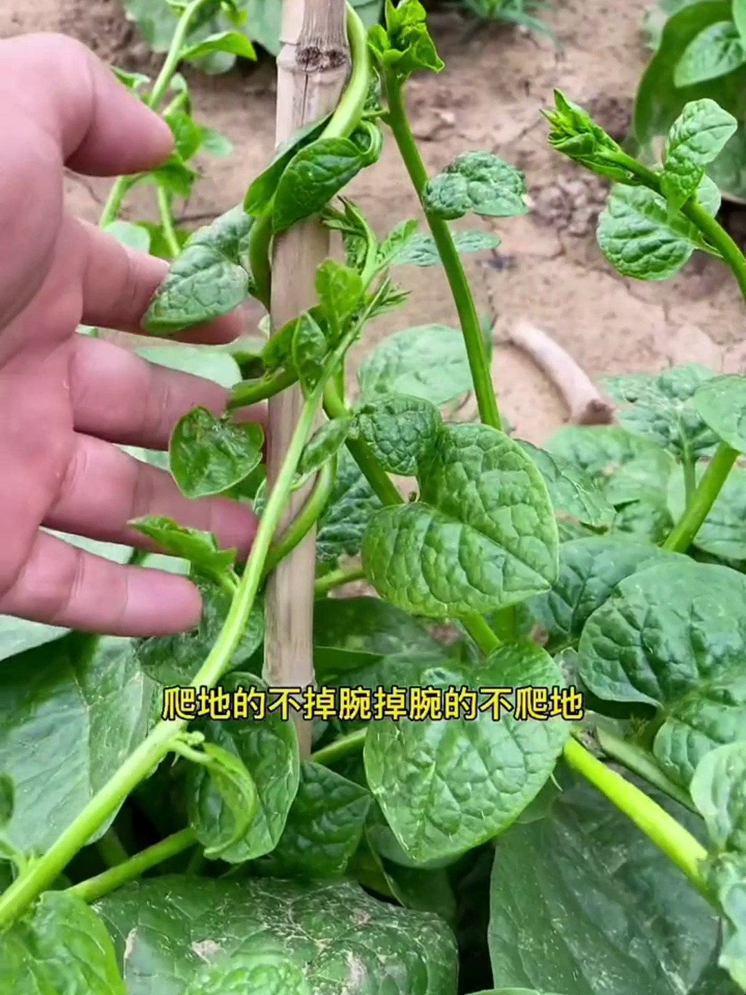 光吃叶子的木耳菜,产量高又营养,家里一定要种一点