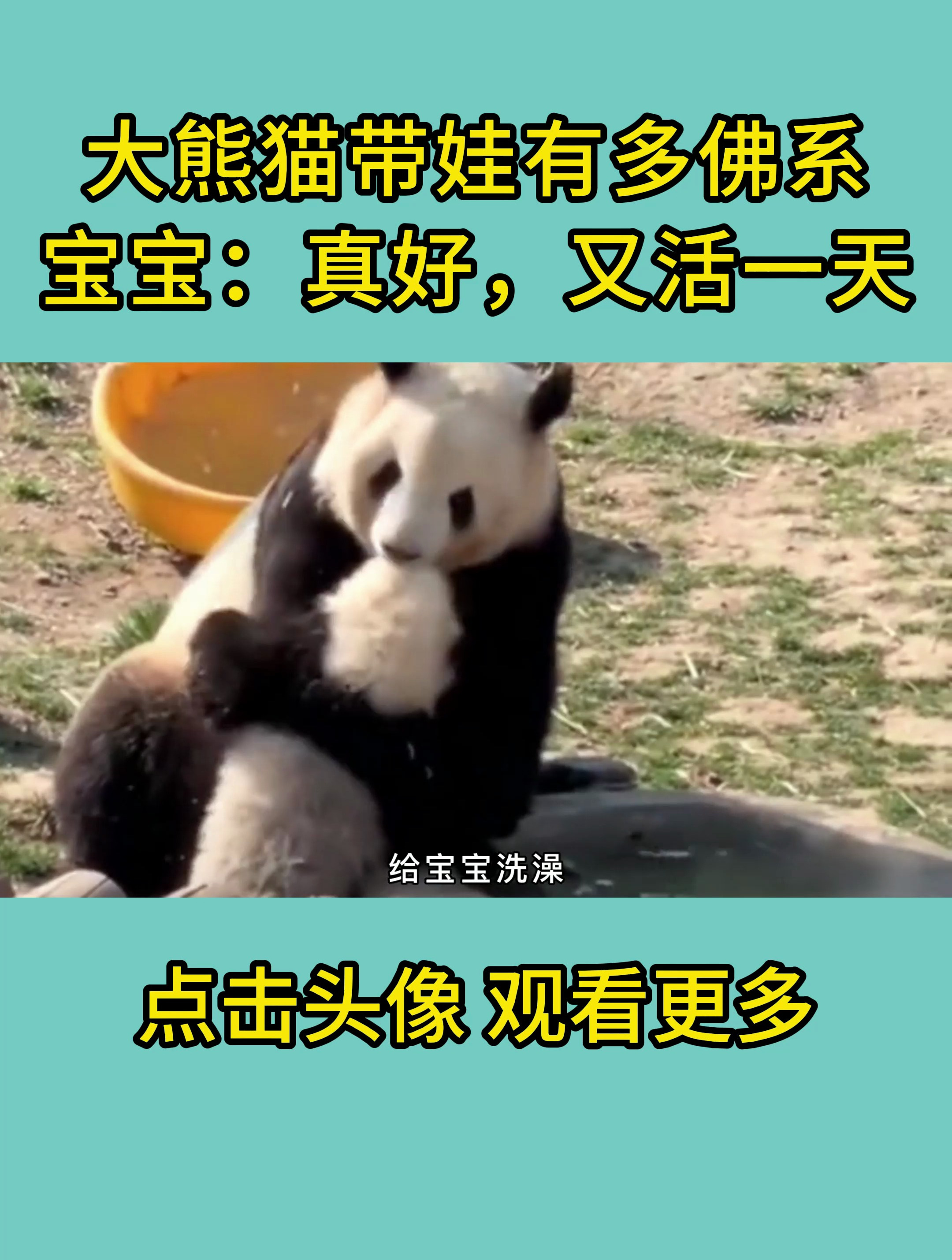 大熊猫带娃有多佛系?宝宝:真好,又活一天!