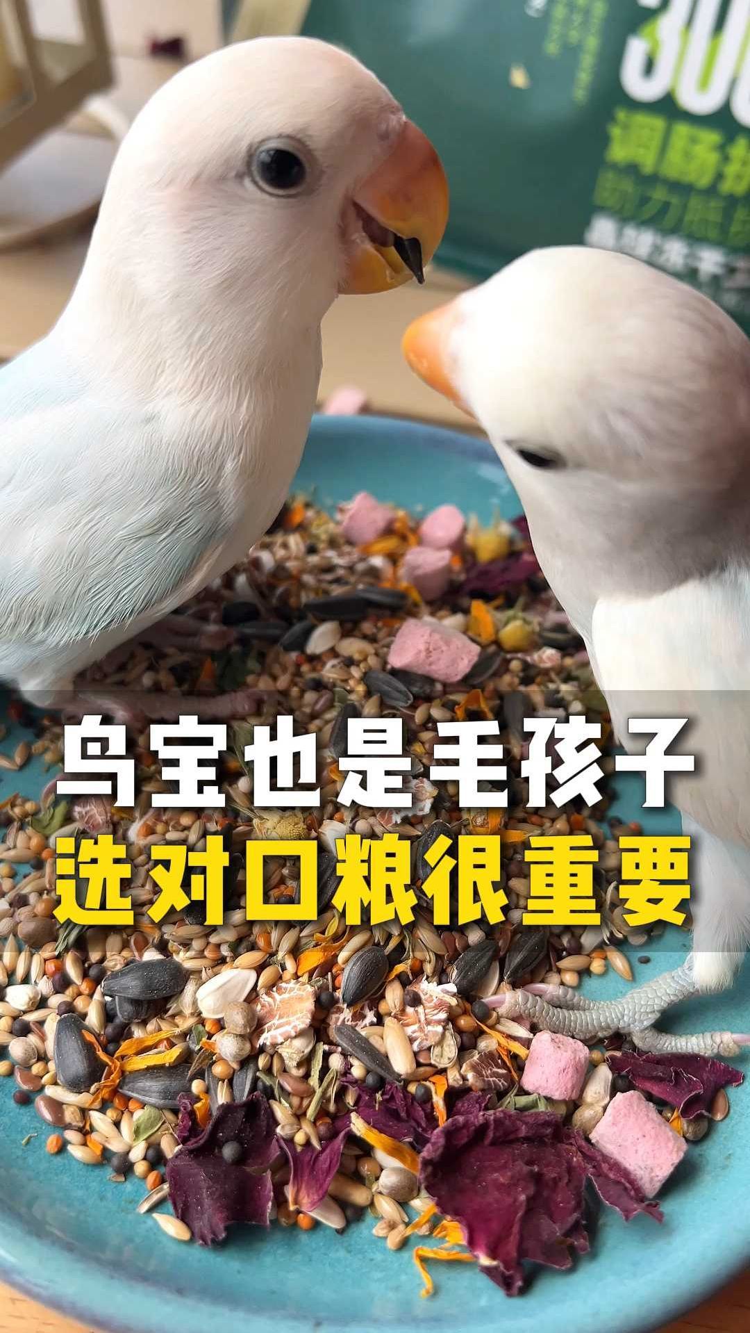 鸟宝也是毛孩子,选对口粮很重要。L